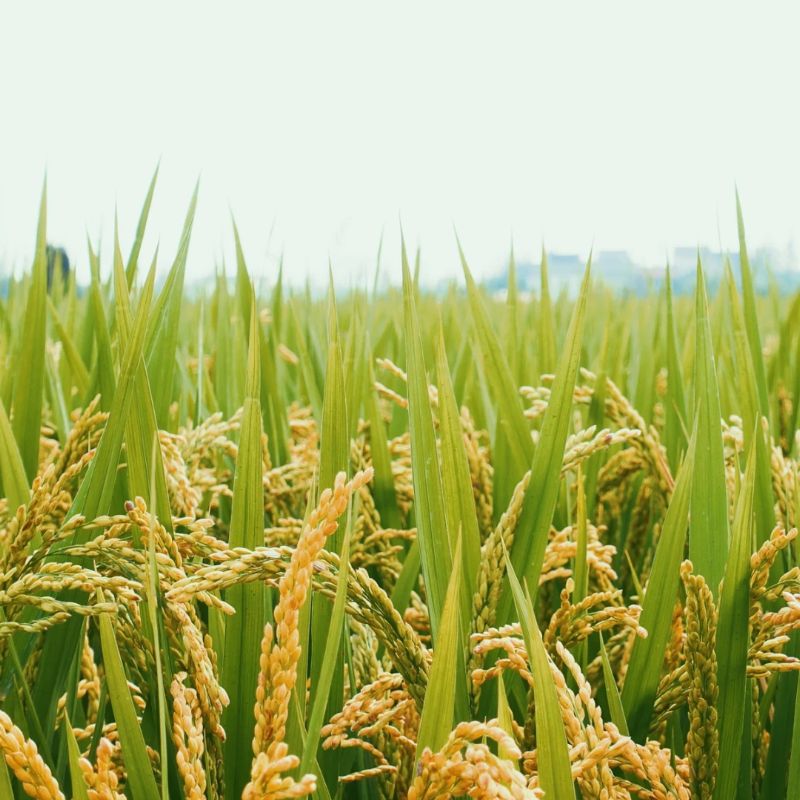 稻田土壤封闭处理主要药剂及注意事项