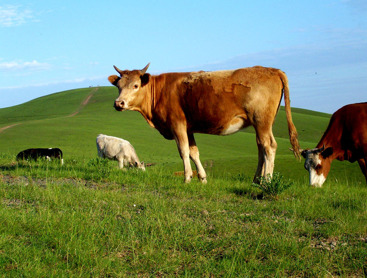 山西黎城：“牛专家”养牛养出的“牛日子”
